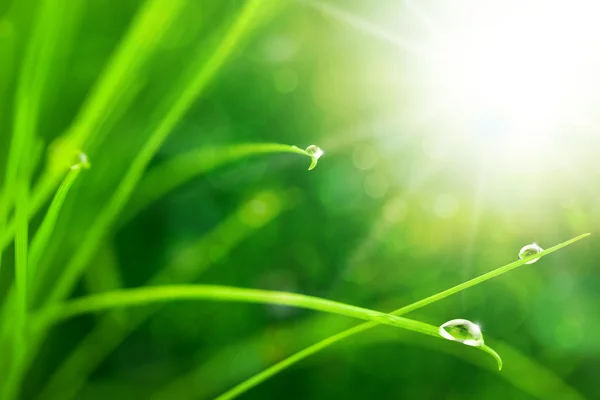 Eco aard achtergrond met gras, zon en waterdrops — Stockfoto