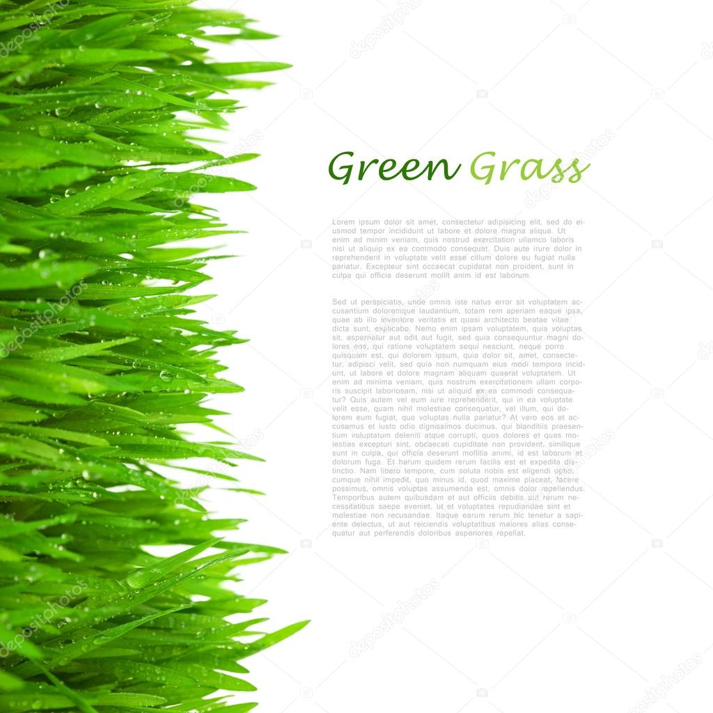 Fresh Green Grass with Drops Dew / isolated on white