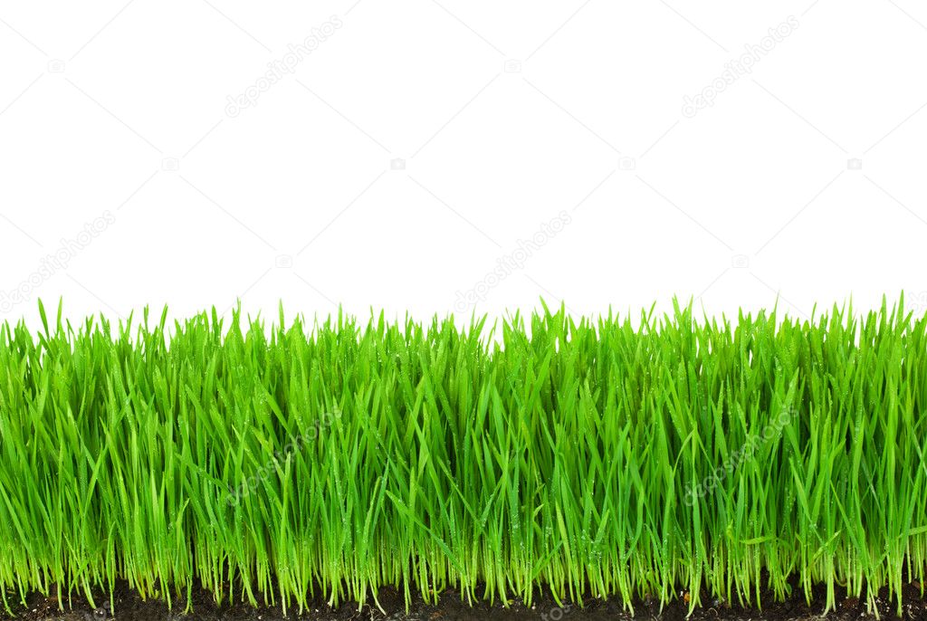 Green Grass with Fertile Soil and Drops Dew