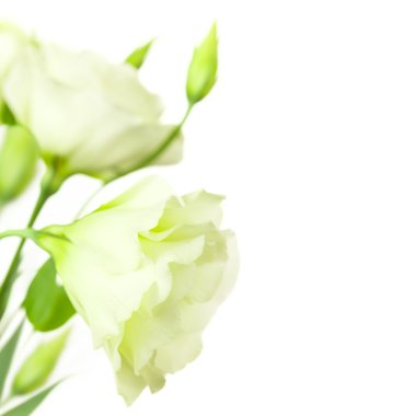 hassas beyaz çiçekleri ile kopya alanı - eustoma izole