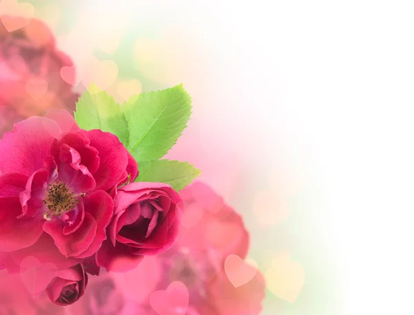 Valentinstag oder Hochzeitskarte Hintergrund - schöne Rosen — Stockfoto