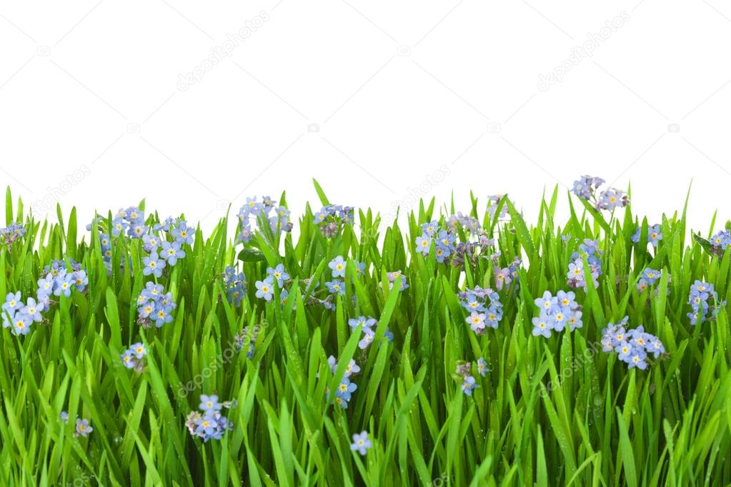 Blue Flowers Into Green Grass With Water Drops Isolated Stock Photo By C A Taiga Blue Flowers Into Green Grass With Water Drops Isolated Stock Photo By C A Taiga