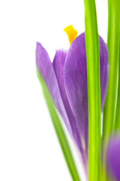 Crocus Flower - Super Macro background with copy space — Stock Photo, Image