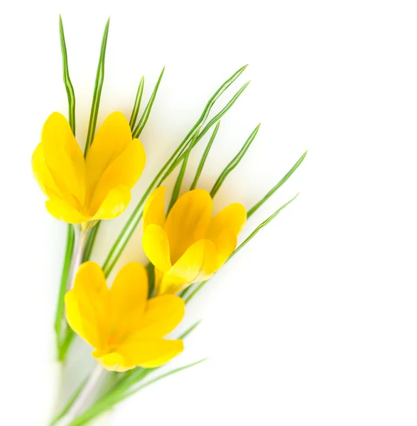 Flores amarelas de primavera isolado - Crocos — Fotografia de Stock