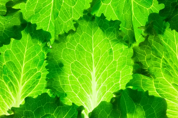 Fresh Lettuce - green leaves background - macro — Stock Photo, Image