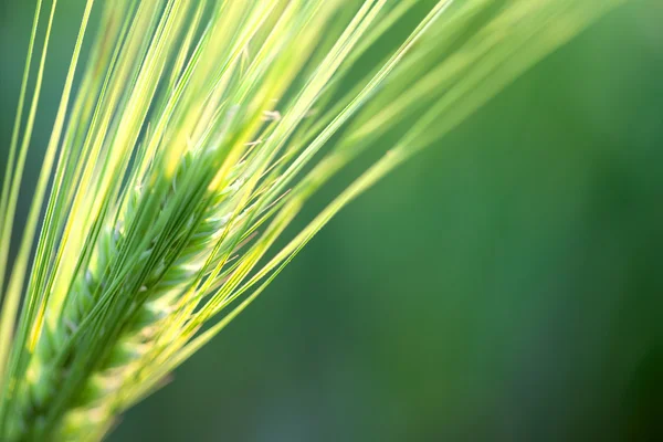 小麦散焦背景与阳光-为您的文本副本空间 — 图库照片