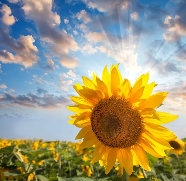 Sunflower against beautiful sky with sunbeam - summer — Stock Photo, Image