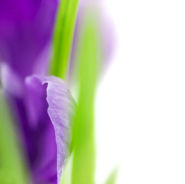 Crocus bloem - super macro achtergrond met kopie ruimte — Stockfoto