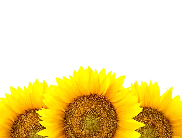 Raja suurten auringonkukkien eristetty valkoinen - kukkia runko — kuvapankkivalokuva