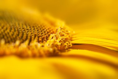 Super makro sarı çiçek background - Ayçiçek