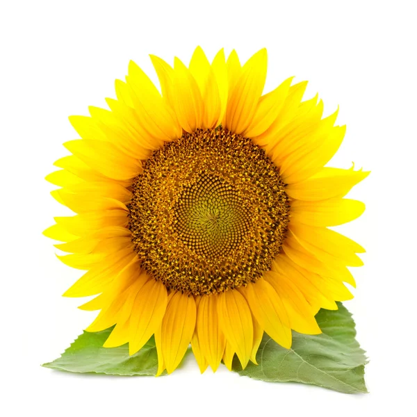 One large Sunflowers with leaves - isolated on white background — Stock Photo, Image