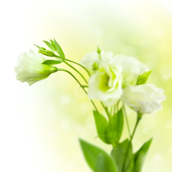 Ramo de flores blancas con brotes sobre fondo desenfocado —  Fotos de Stock