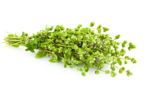 Bunch of fresh Oregano herb - Majoram - isolated — Stock Photo, Image