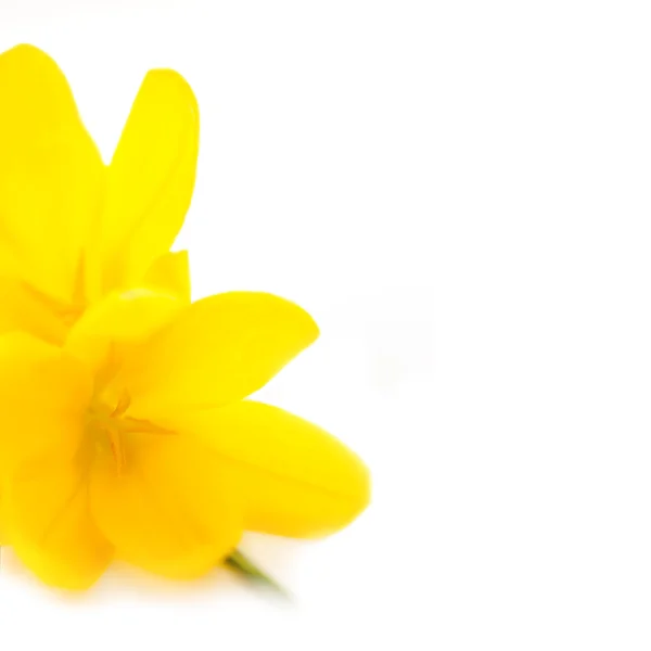 Yellow Crocuses - Spring flowers, Macro — Stock Photo, Image