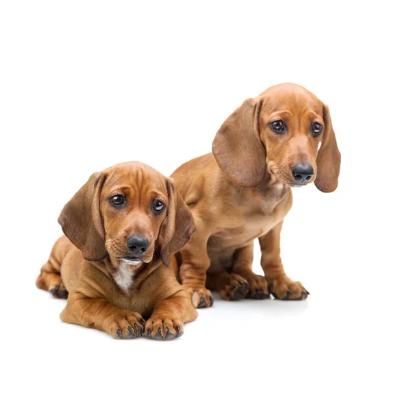 Due cuccioli di bassotto isolati — Foto Stock