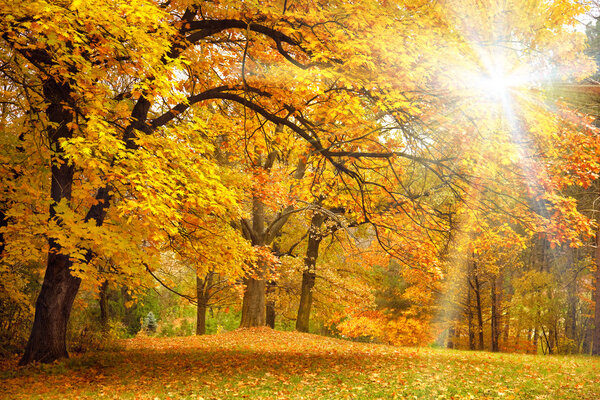 Золотая осень с солнечным светом - Деревья в лесу
