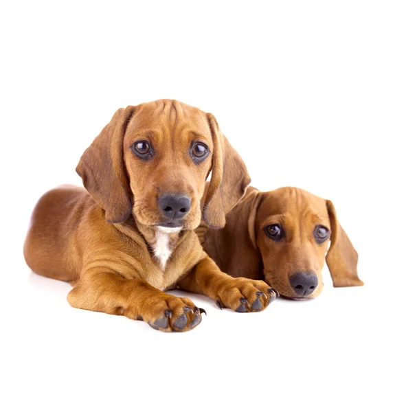 Dos lindos cachorros Dachshund sentado - Aislado — Foto de Stock