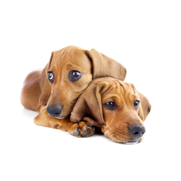 Honden - twee schattige teckel puppies - geïsoleerd — Stockfoto