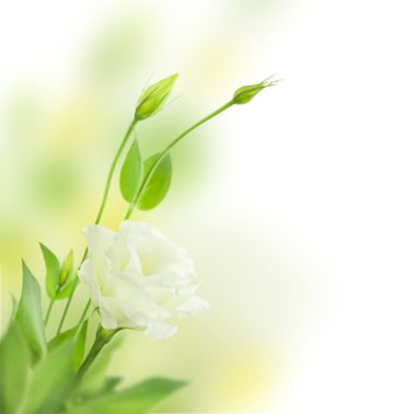 hassas beyaz çiçek tomurcukları - yalıtılmış - eustoma ile