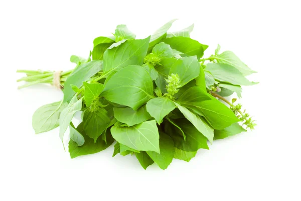 Bunch of fresh Basil spice herb - isolated — Stock Photo, Image