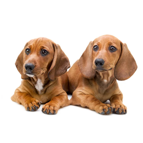 Aislado dos cachorros Dachshund - sentado — Foto de Stock