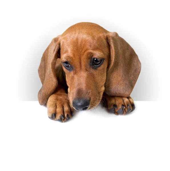 Filhote de cachorro bonito Dachshund com banner branco para texto — Fotografia de Stock