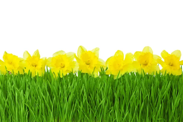 Spring border - Yellow Daffodils and green grass isolated on whi — Stock Photo, Image