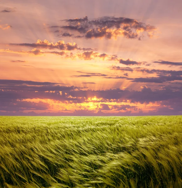 Hebzucht tarweveld en mooie zonsondergang hemel — Stockfoto