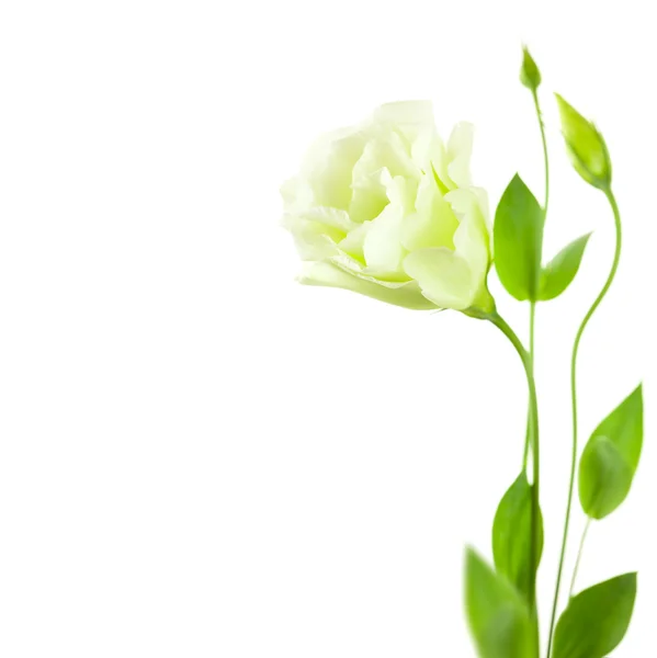 Zarte weiße Eustoma (Lisiantus) Blume mit Blättern und Knospen — Stockfoto