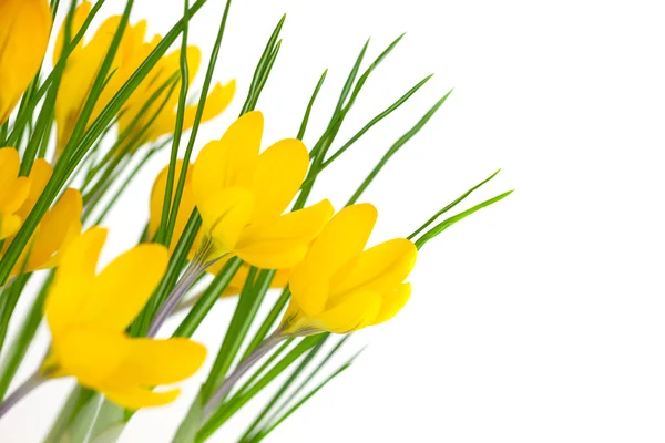 Gelbe Frühlingsblumen isoliert auf weiß - Krokus — Stockfoto