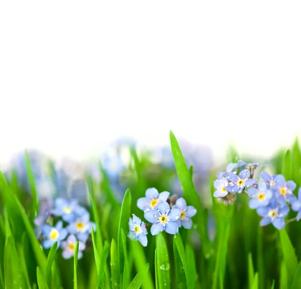 Piccoli fiori blu in erba verde isolato su sfondo bianco — Foto Stock