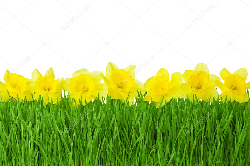 Spring border - Yellow Daffodils and green grass isolated on whi