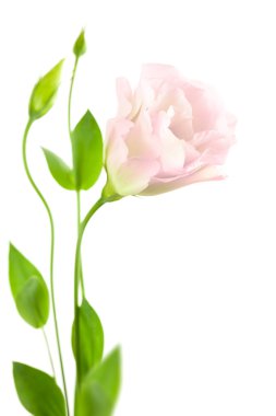 güzel bir çiçek tomurcukları beyaz - eustoma izole