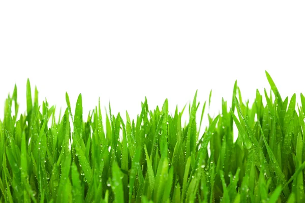 Taze yeşil çim üzerinde beyaz izole damlaları çiy ile- — Stok fotoğraf