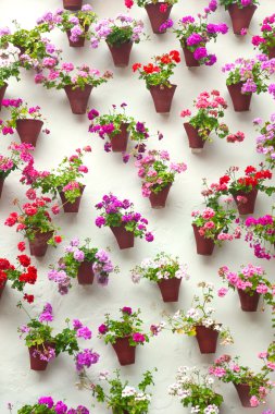 Flowerpots and colorful flower on a white wall, Old European to clipart