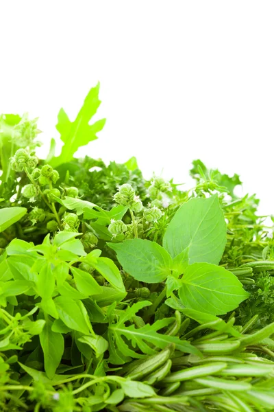 Border of Different Fresh Spice Herbs over white background — Stock Photo, Image