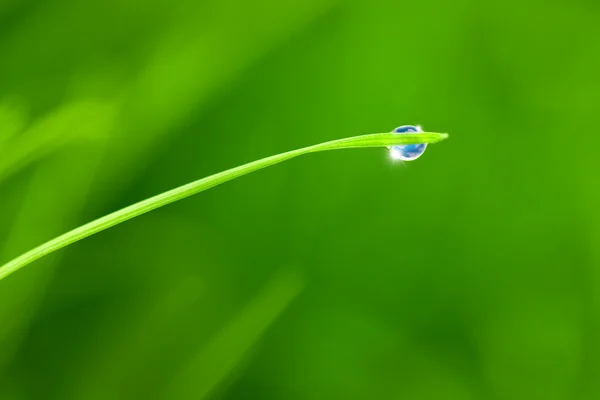 Tautropfen mit Himmelsspiegelung auf Grashalm — Stockfoto