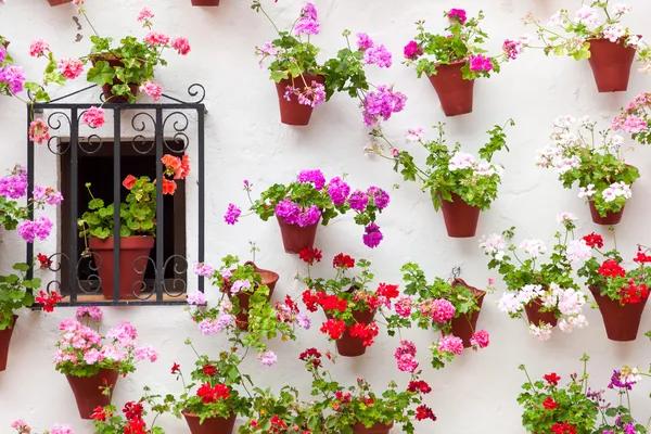 Beautiful Window and Wall Decorated Flowers - Old European Town, — Stock Photo, Image