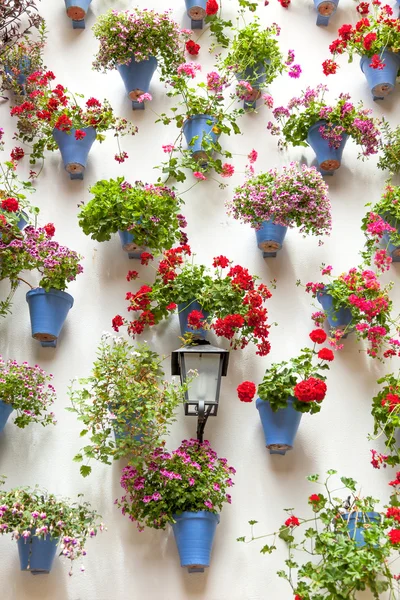 Blaue Blumentöpfe und rote Blumen an einer weißen Wand mit Vintage-Lan — Stockfoto