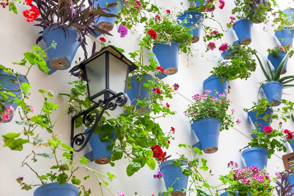 Macetas y flores azules en una pared blanca con linterna vintage — Foto de Stock