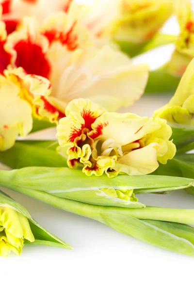 Röda och gula ljus gladiolus - lodrät — Stockfoto