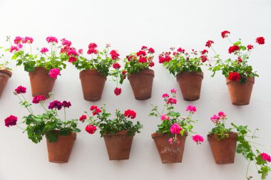 Flowerpots and red flower on a white wall with copy space for te clipart