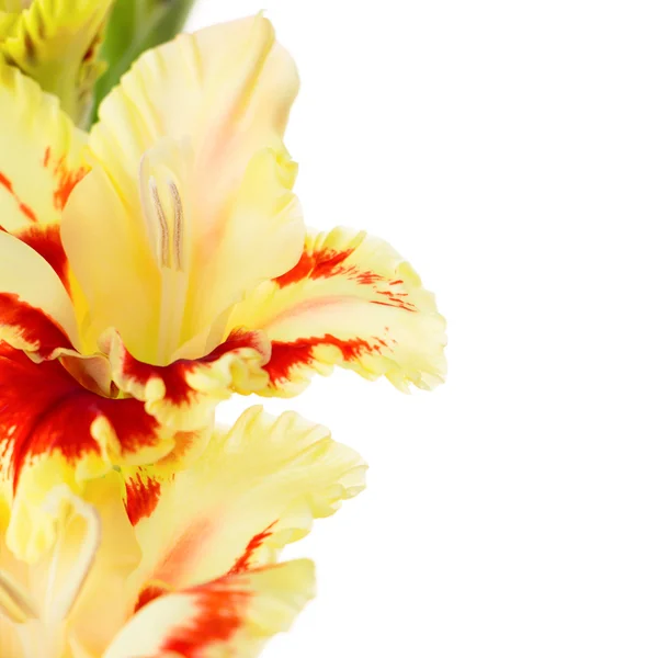 Vackra färgglada gladiolus isolerade torget bakgrund — Stockfoto