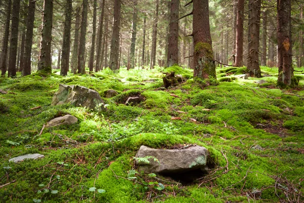 Alter Märchenwald mit Moos und Steinen im Vordergrund — Stockfoto