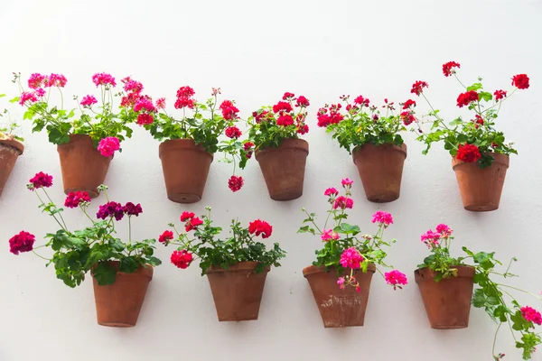 Macetas y flores rojas en una pared blanca con espacio para copiar —  Fotos de Stock