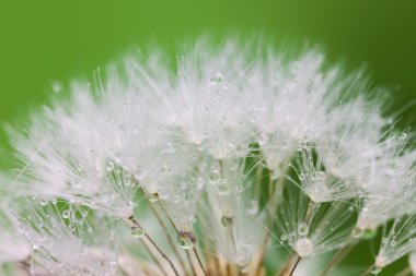  White Dandelion seed with water drops on green clipart