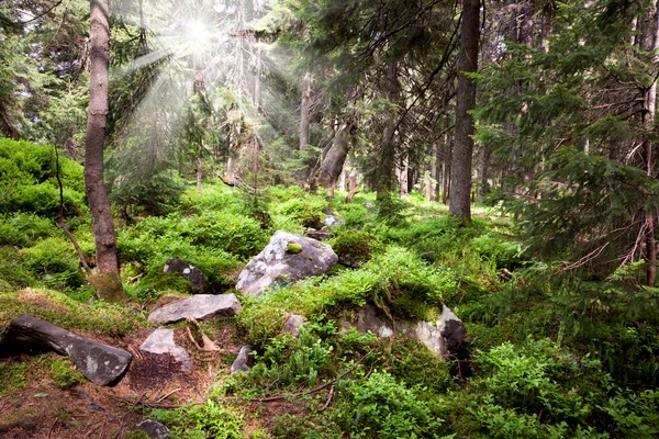 Старый лес в горах - камни, мох, солнечные лучи и сосна — стоковое фото