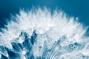 Super macro shot of white dandelion with water drops  clipart