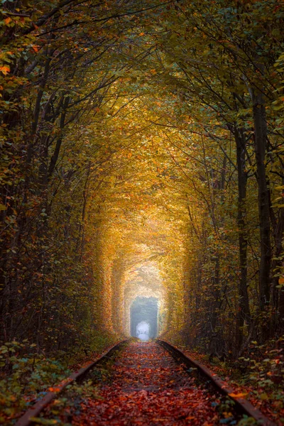 深秋树隧道与古老的铁路 爱情隧道 爱情的天然隧道是由树构成的 乌克兰 — 图库照片