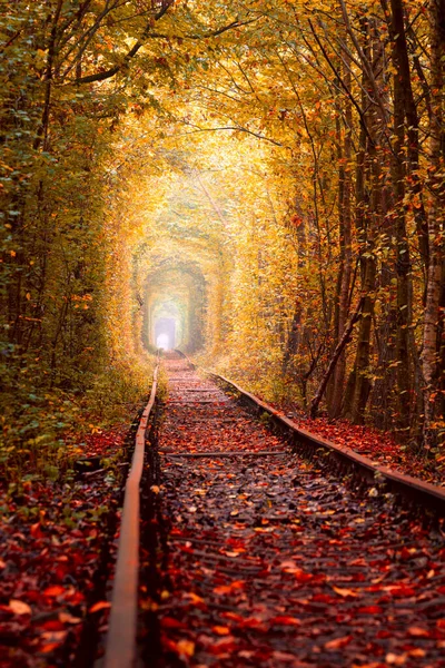 老秋树隧道与老铁路 爱情隧道 爱情的天然隧道是由树构成的 乌克兰 — 图库照片